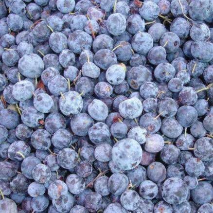 Frozen Blueberries