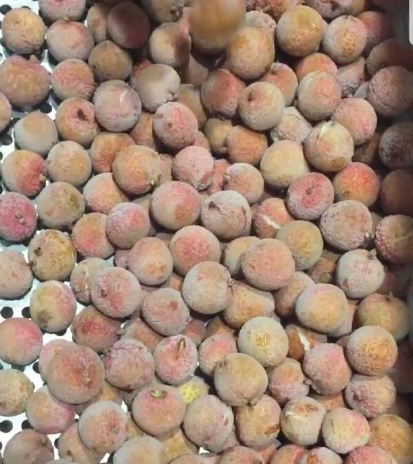 Frozen Lychee