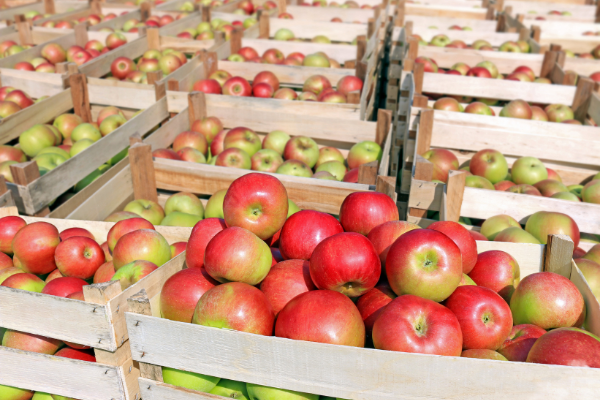 We work hard to help apple traders extend the shelf life of their produce
