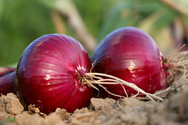 export of onions