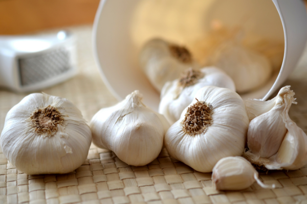 garlic cultivation