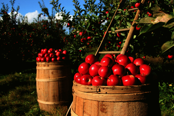april apple