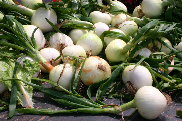 dutch onion season