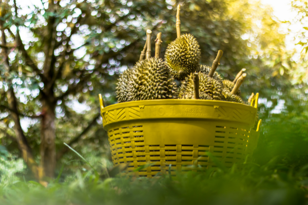 Malaysia's top durian